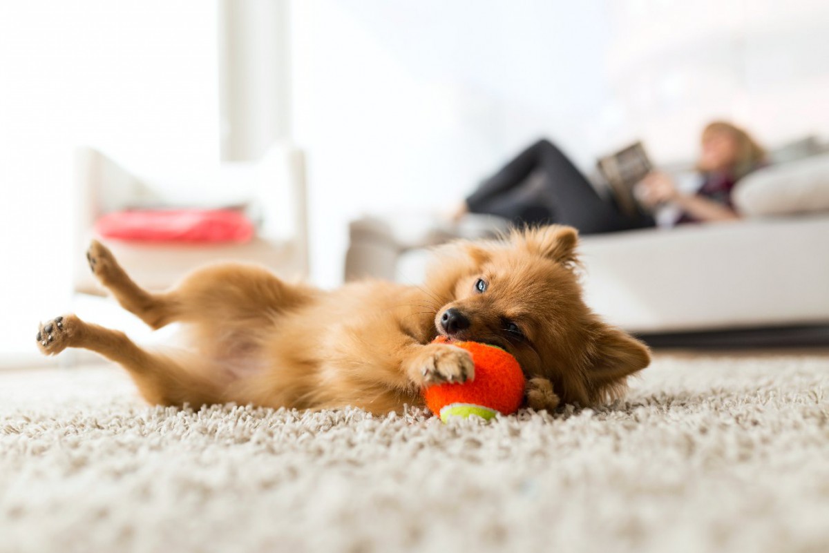 犬に絶対NGな「室内の遊び方」5選！必ず知っておくべき超危険な行為とは？