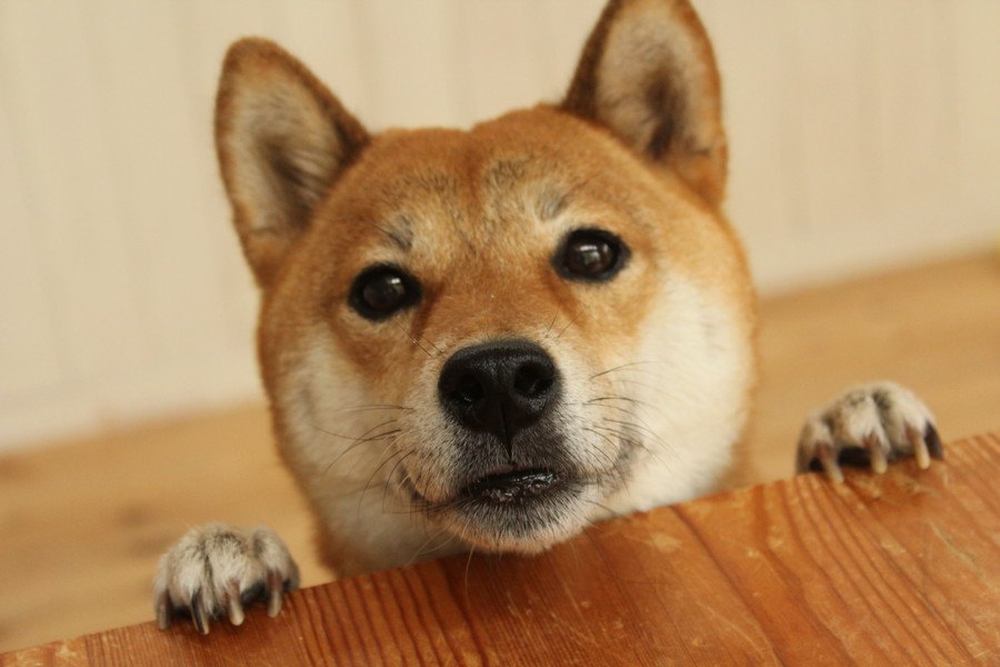 日本犬は認知症になりやすいって本当？なにか対策はある？