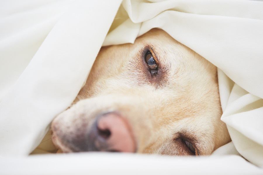 犬に麻酔を使用する際の3つのリスク
