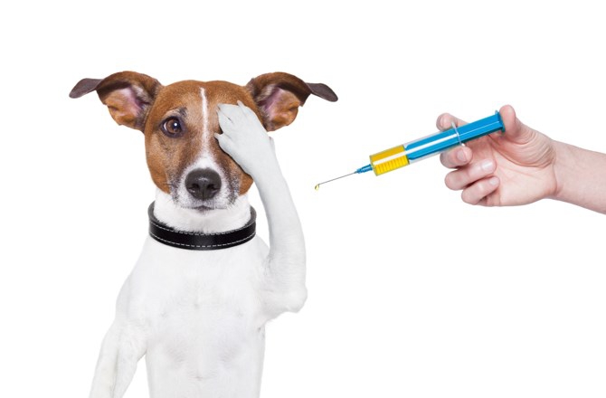 ブースター接種時期の改訂と狂犬病ワクチンの今後の課題