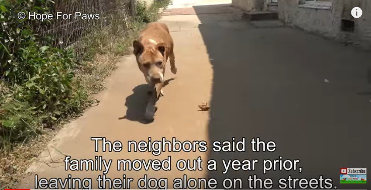引っ越しで置き去りにされた犬は、孤独の中で石を食べていた