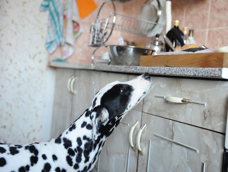 愛犬家はゴミの捨て方にも注意が必要！犬が食品の空袋で窒息する？！