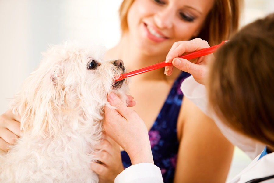 犬の歯茎に毛が付いてる理由と対処法