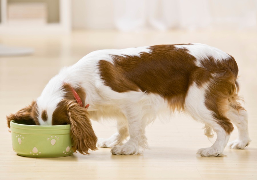 犬にとって使いやすいフードボウルの選び方と食器台の必要性について