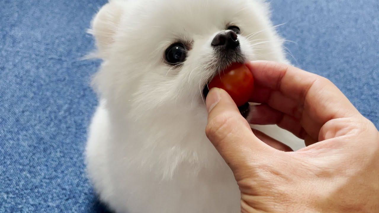 犬が初めてトマトを食べた結果…衝撃的な可愛さで337万人悶絶「全然食べれてなくて草」「野生で生きていけない感がたまらん」