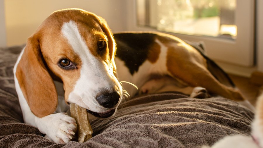 犬におやつを食べさせすぎるとどうなる？考えられるリスクや病気５選