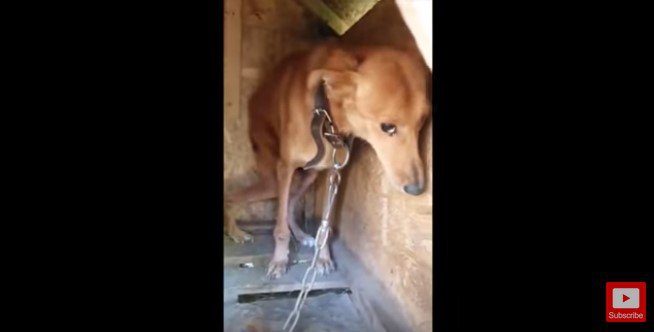 6年間鎖につながれっぱなしだった犬を保護。彼女の足は変形していた