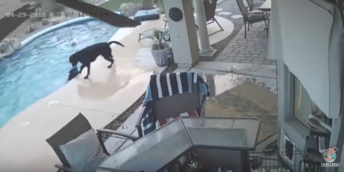 防犯カメラは見た！水中でパニックの友犬を助けたい一心で行動した犬