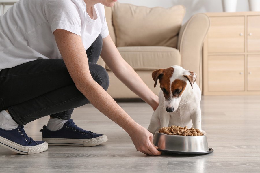 『犬は飼い主よりご飯を先に食べてはいけない』は本当なの？