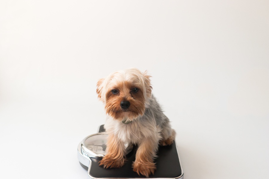 犬の平均体重を知ろう！肥満の予防法から適正値を維持する管理法まで