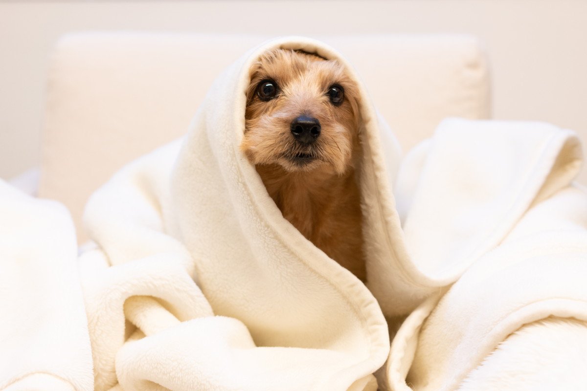 寒くなってくると増える『犬の病気』3選　主な症状や予防法まで解説