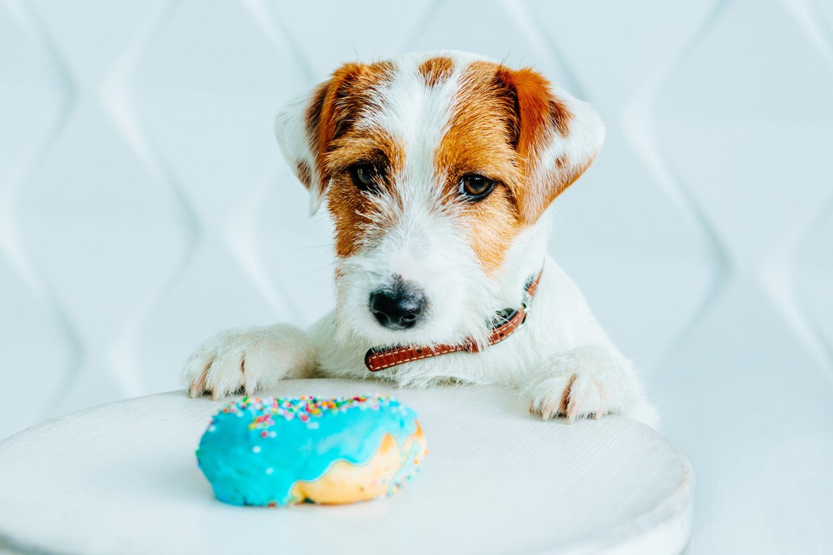 犬が摂取しすぎると危険な『栄養素』４つ！与えすぎてはいけない食材や適切な量とは？