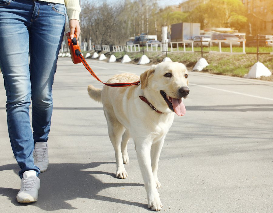 犬が交通事故に遭う可能性がある散歩の仕方３つ