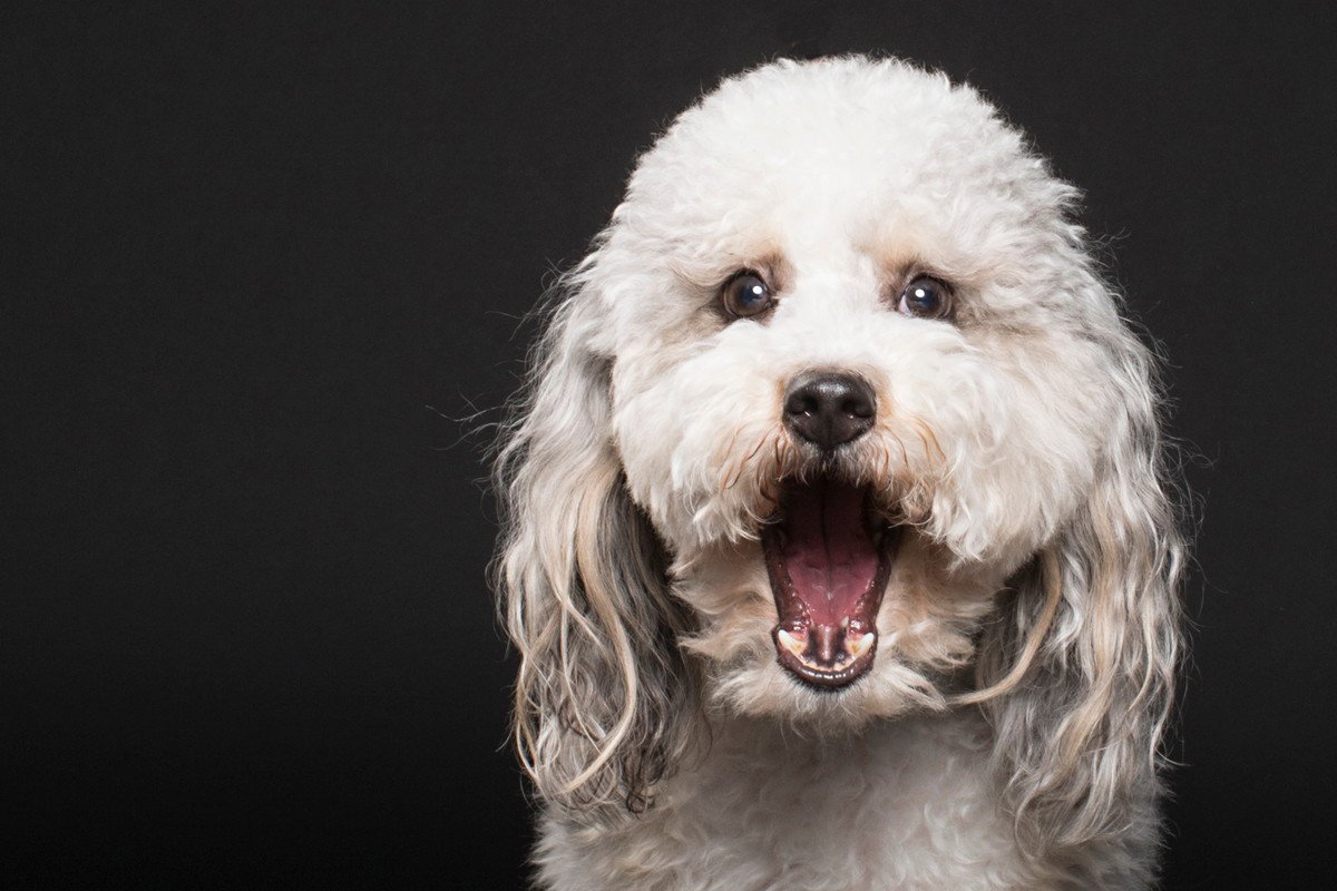 犬が口をパクパクさせている時の心理とは？3つの理由を解説