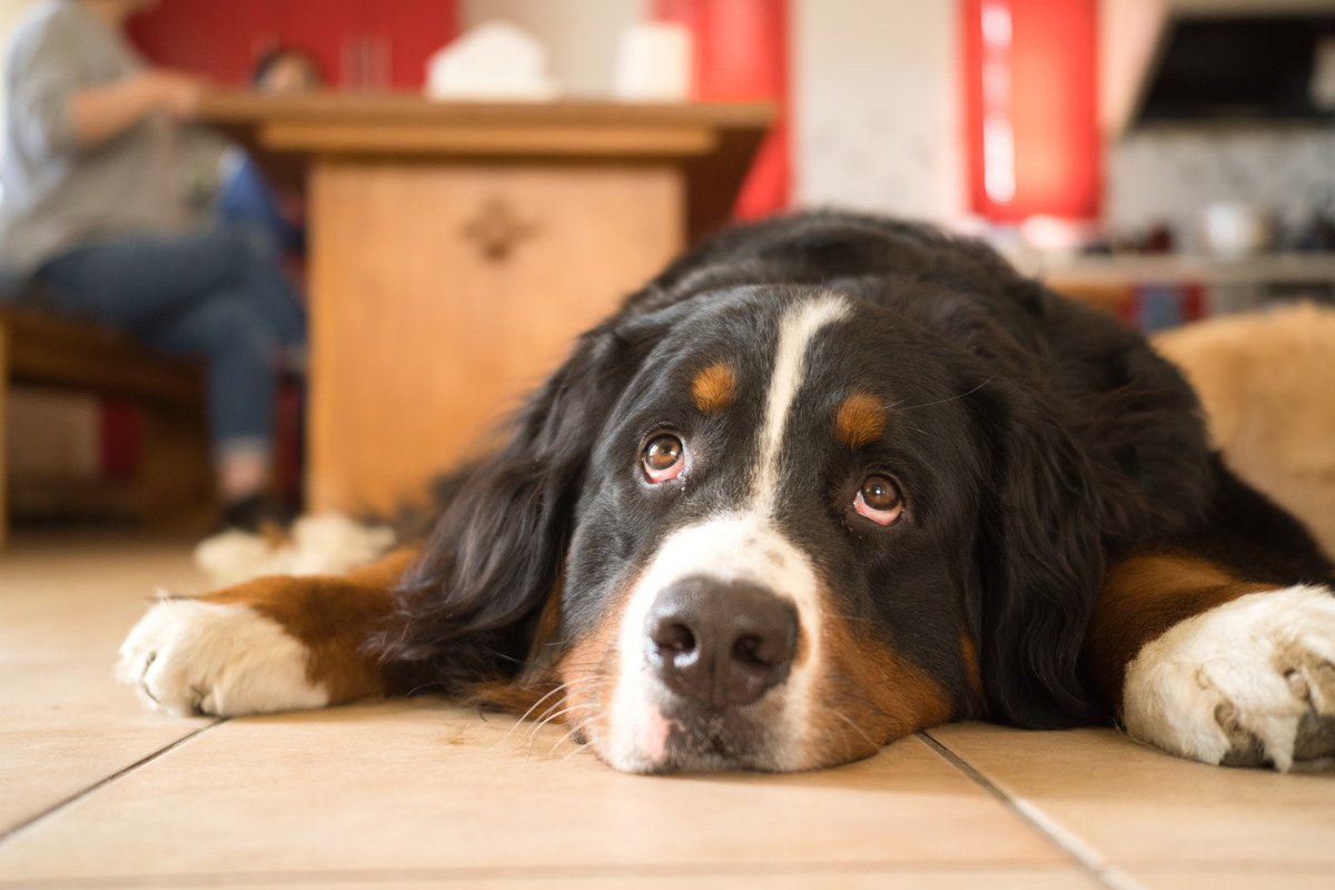 犬が「退屈だなあ」と思っている時のサイン４つ！仕草や行動、飼い主がすべき対応とは？