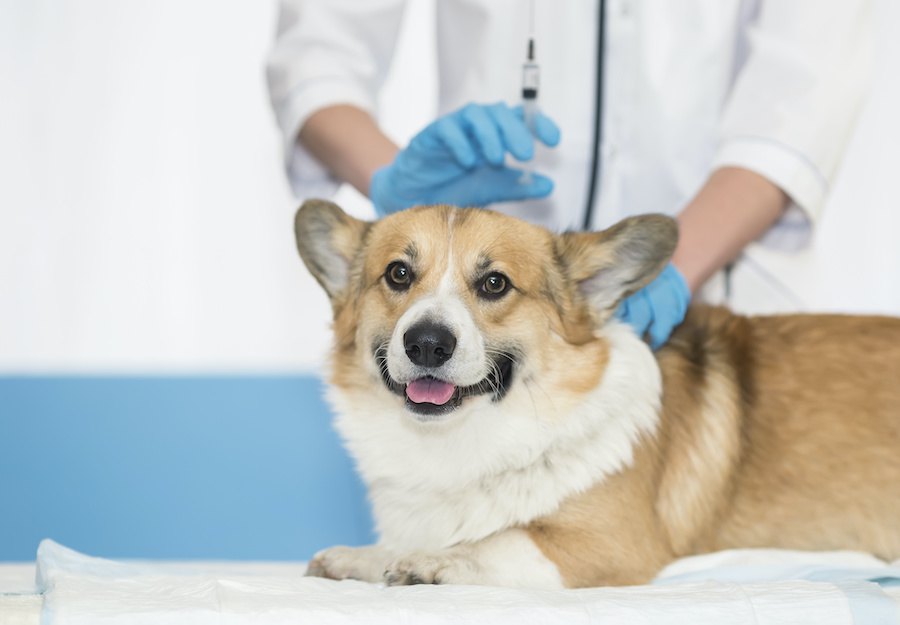 犬が注射を怖がる時に飼い主がするべき５つのこと