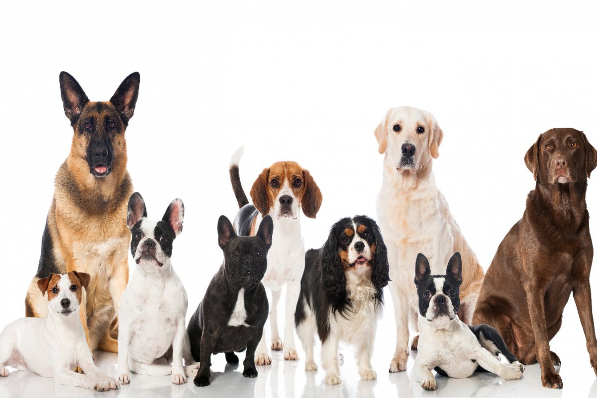 犬種と犬の行動はどれくらい関連しているのか？という研究結果