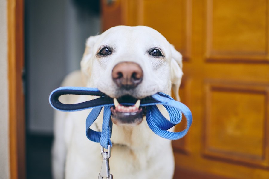 犬が散歩中にリードを噛む心理３選！どうやって対処すべき？