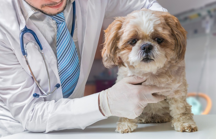 犬が胆泥症になる原因や症状、治療法から予防法まで