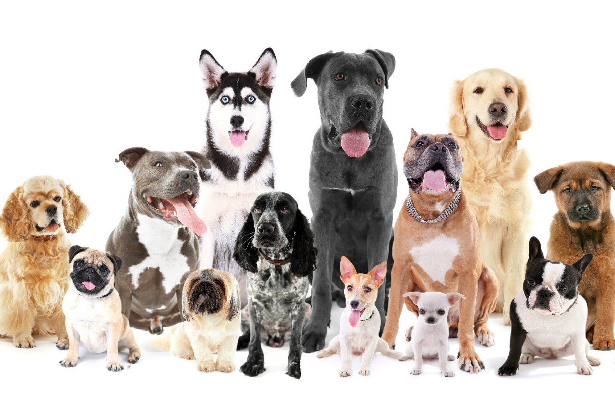 犬の特徴的な行動の遺伝的要因を明らかにした超大規模調査