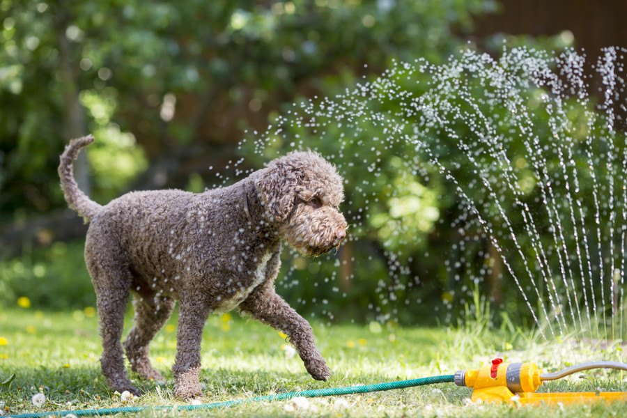 犬が『暑い時』にする仕草・行動５選！見逃さずに適切な暑さ対策を！