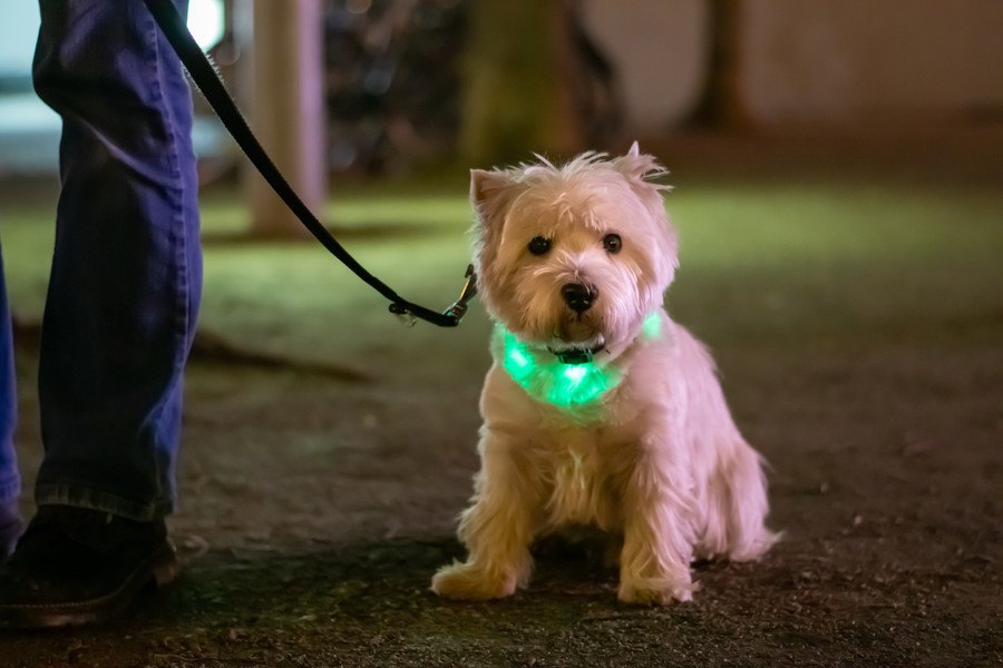 犬の夜間のお散歩に『犬用ライト』を使うべき３つの理由
