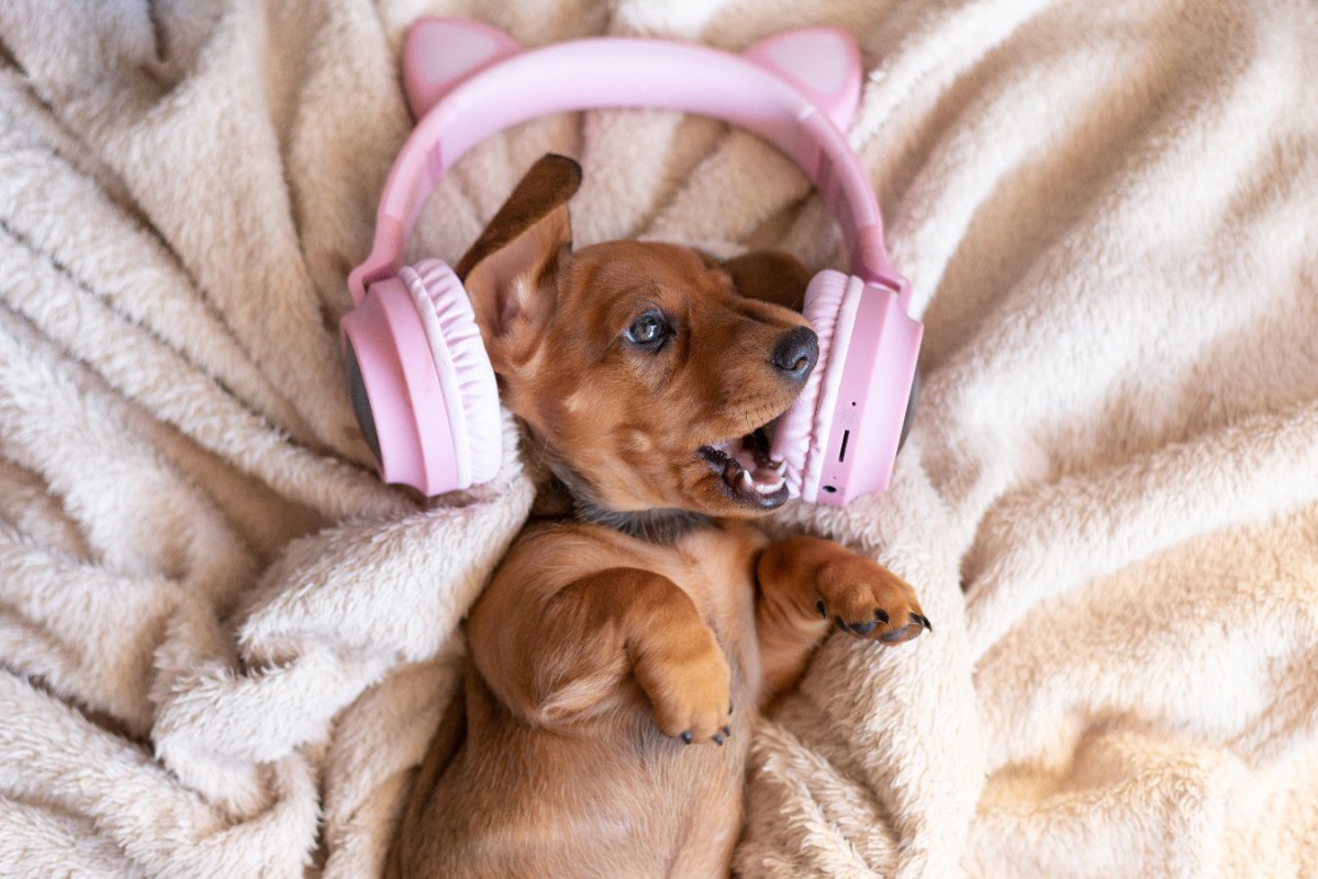 音楽やオーディオブックは留守番中の犬の福祉に効果的？【研究結果】