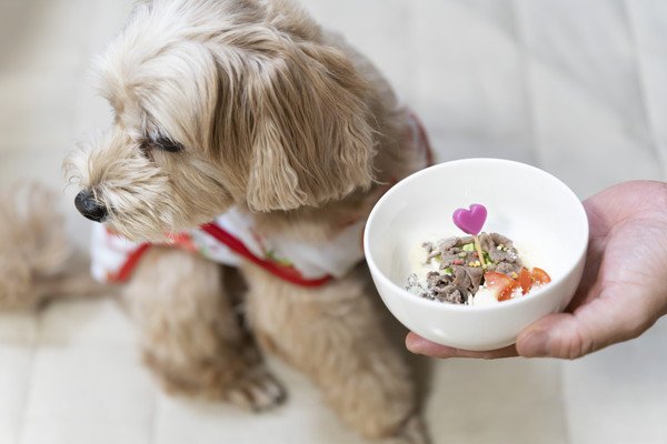 犬がご飯を食べないのにおやつは食べる！理由や改善する方法は？