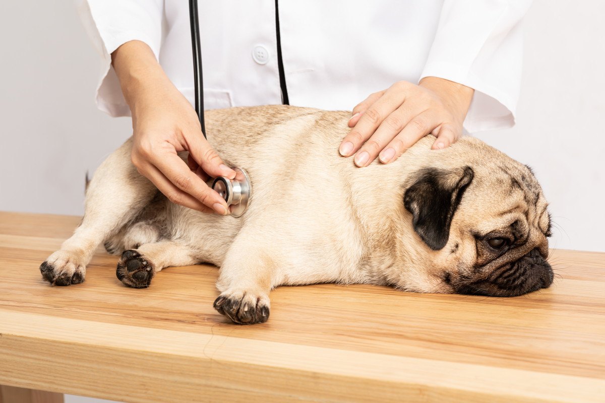 犬に『腹水』が溜まる原因３選！見逃しNGの症状と適切な対処法