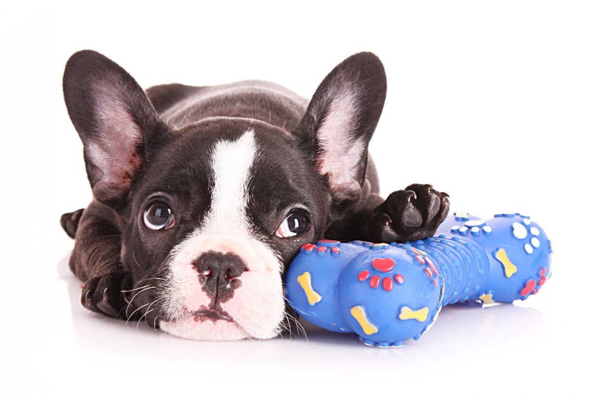 犬に危険なおもちゃがある！？『絶対にダメなおもちゃ』5つの特徴と安全なものとは？