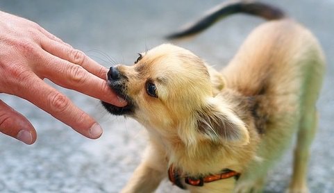 犬が飼い主を噛む時の意外な心理５選