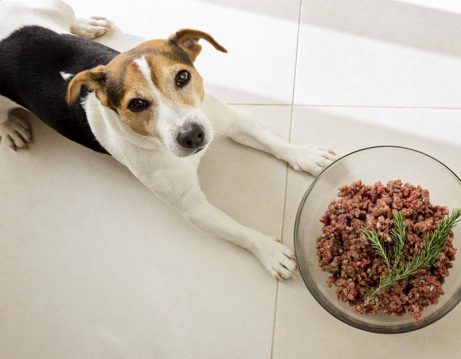 犬の元気がないけど食欲はある時の理由とは？考えられる病気やその対処法　