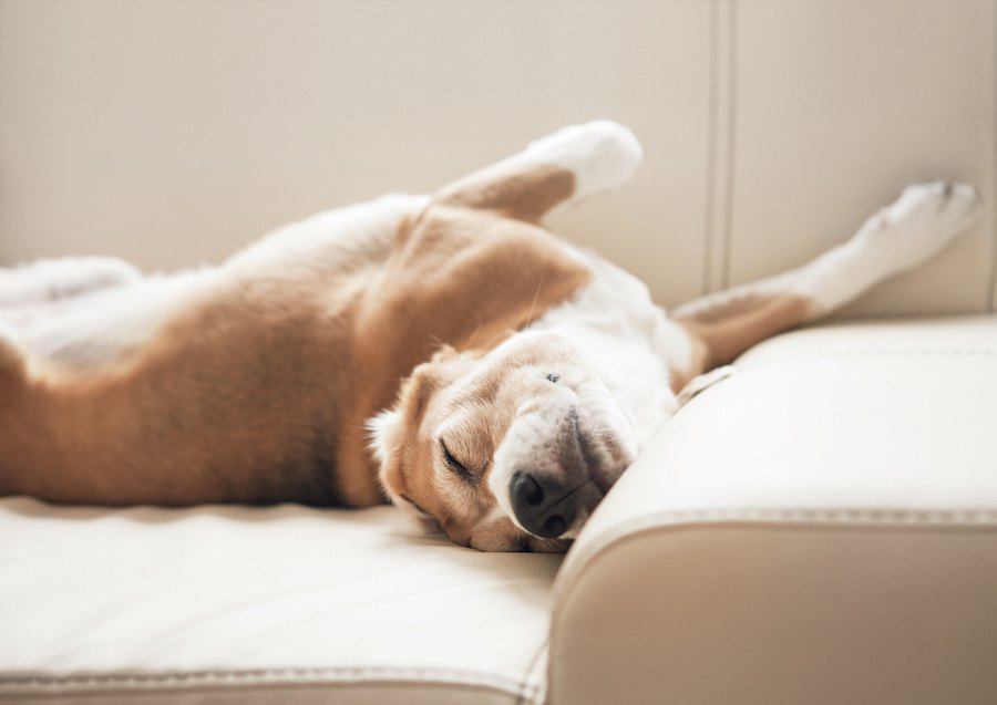 犬のいびきがうるさい時に考えられる原因と対処法
