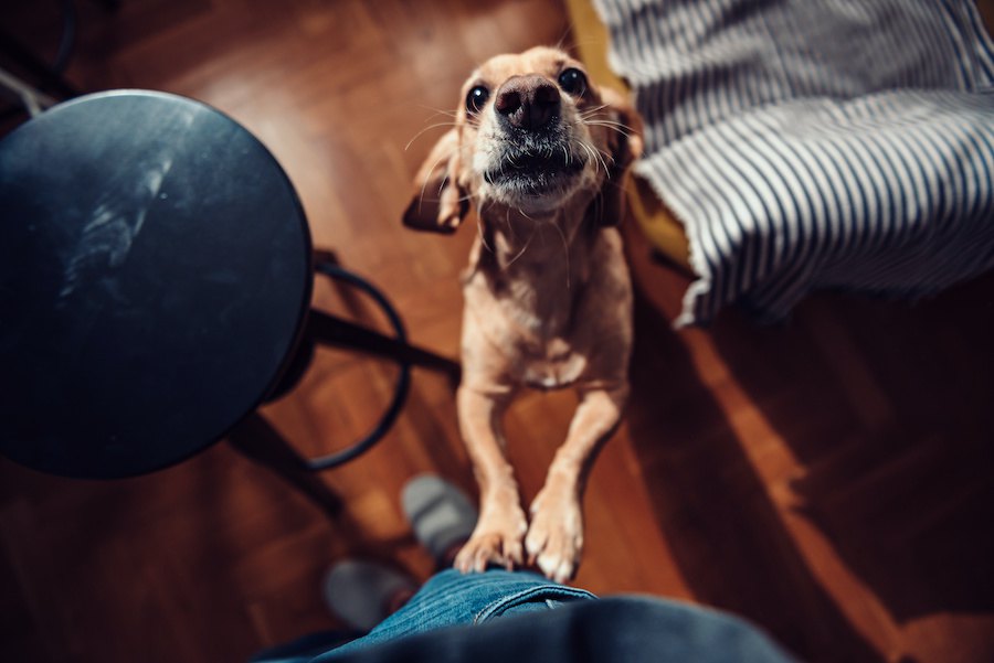 犬が他人の顔を舐めて困る…うまく避けられる対処法４つ