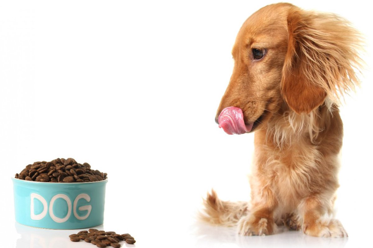 犬が『過食症』になっているサイン3選　食欲が異常にあるときはよく観察して