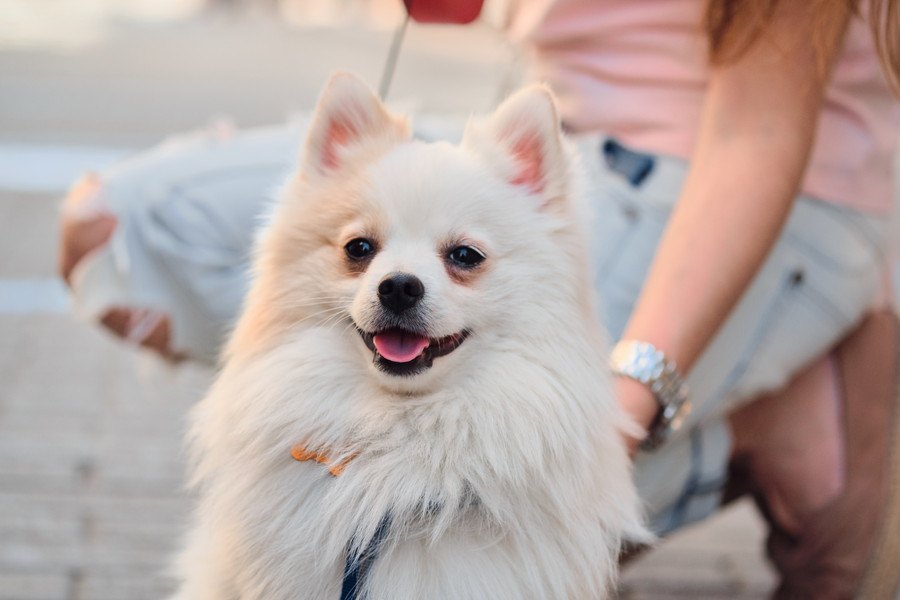 犬が散歩中に考えている３つのこと！楽しい時間を共有する意識が大切♡