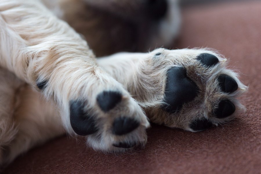 犬のお散歩の後、足を毎回洗ってあげるべき？正しい肉球のケアや注意点を解説