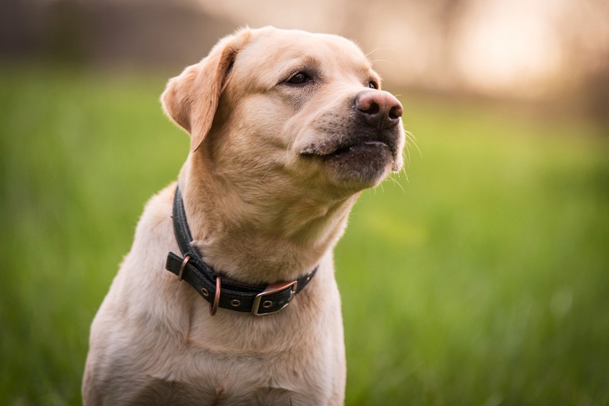 犬のあごが震える理由５つ！心理的な原因から病気との関係性まで解説