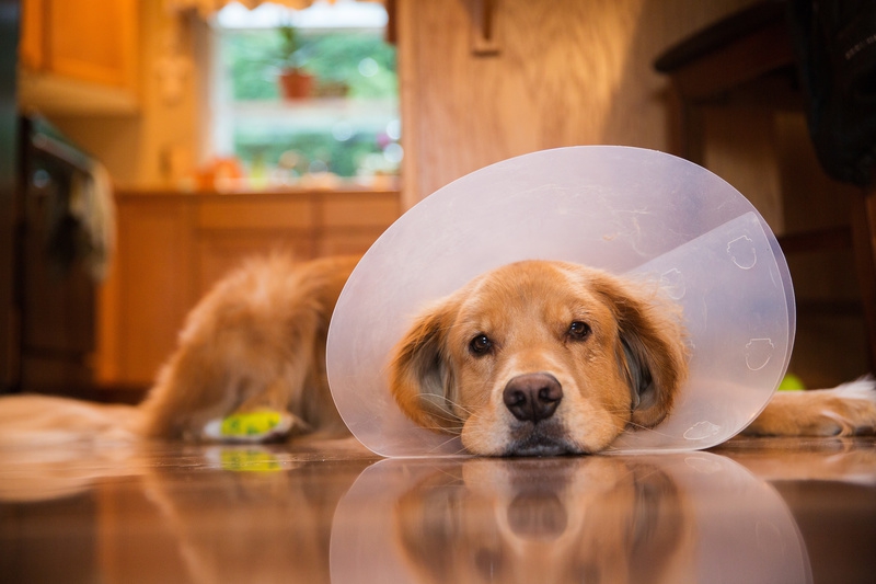 犬の避妊手術後の対応や注意点について
