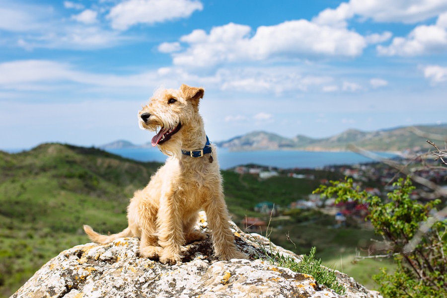 犬を登山に連れて行くときに考えたい３つの危険性