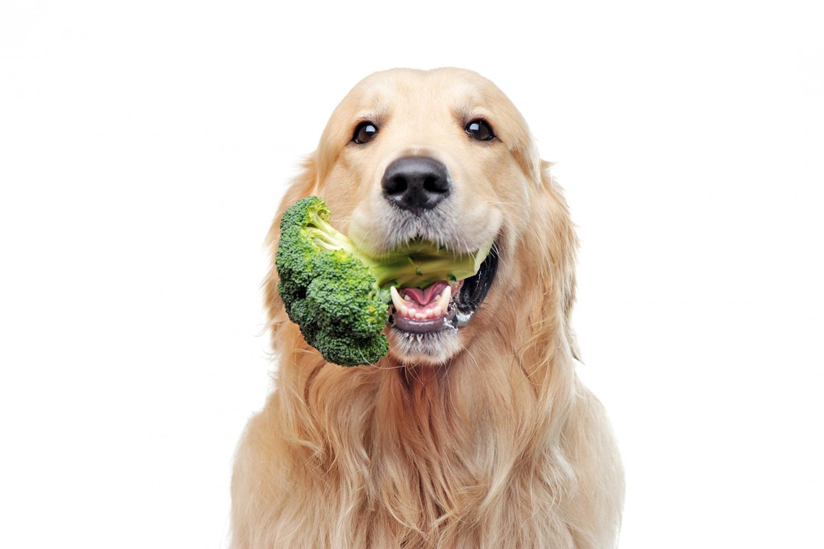 犬はブロッコリーを食べても大丈夫！与え方や注意点、量の目安を解説