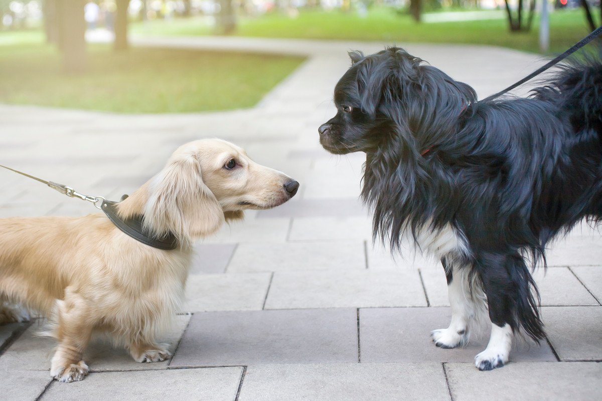『小型犬の散歩』絶対行くべき3つの理由　愛犬にとって適切な頻度や距離とは？
