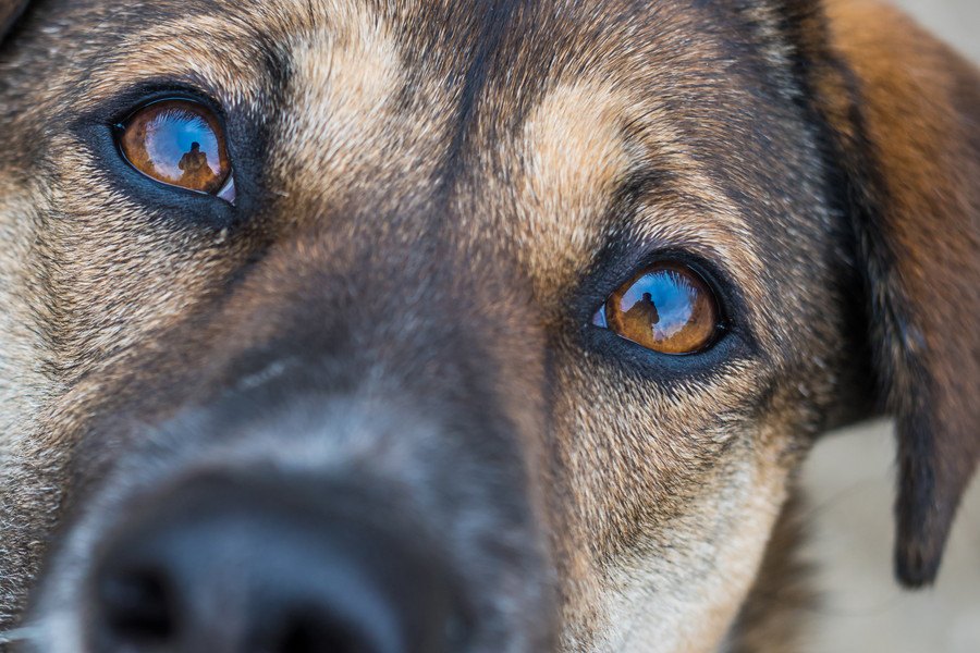 犬の『目がウルウルしている』時の心理４選！病気になっている可能性は？