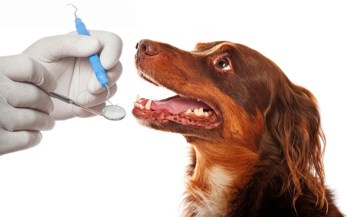 犬の歯周病を放置するとどうなる？5つのリスクや対策とは