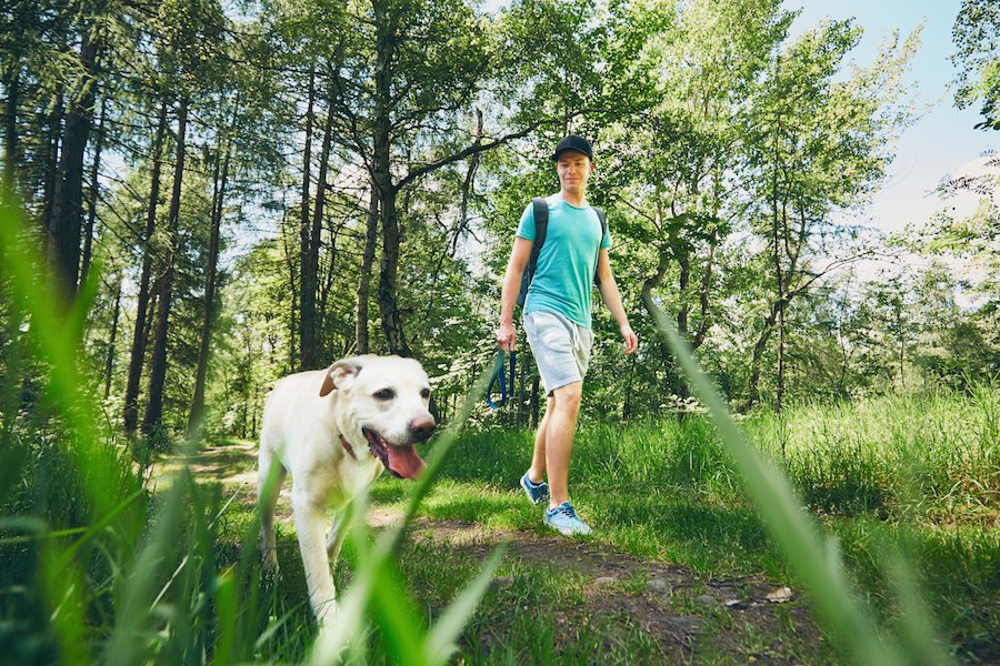 犬の飼い主は年間平均1400km歩いている！〜イギリスのリサーチ結果