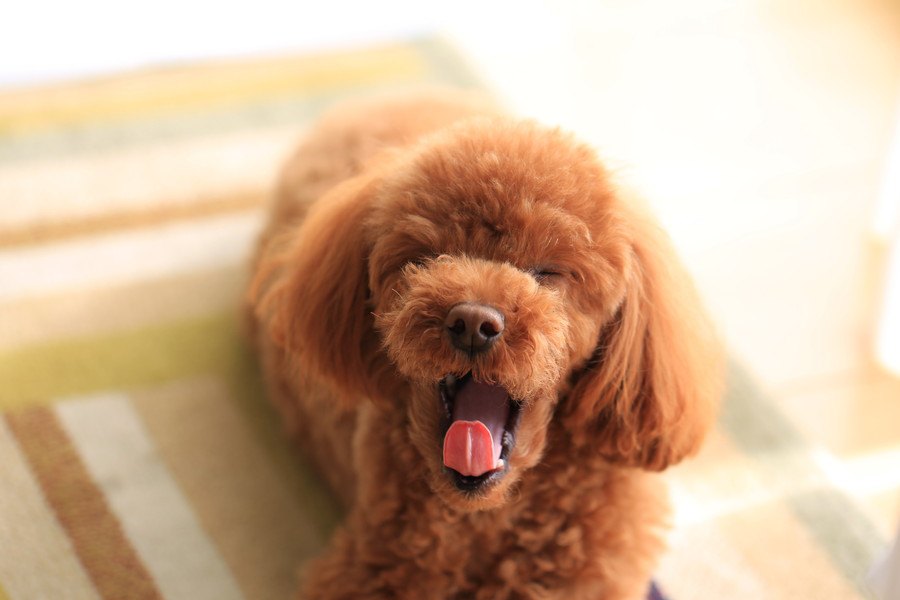 犬の幸福度をチェックする項目６つ！あなたの愛犬は幸せですか？