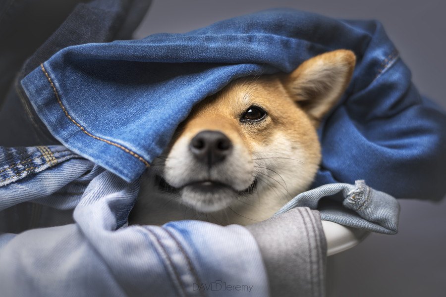 犬が『洗濯物』を好む理由３選！服の上で転がるのをやめさせるための対策まで解説