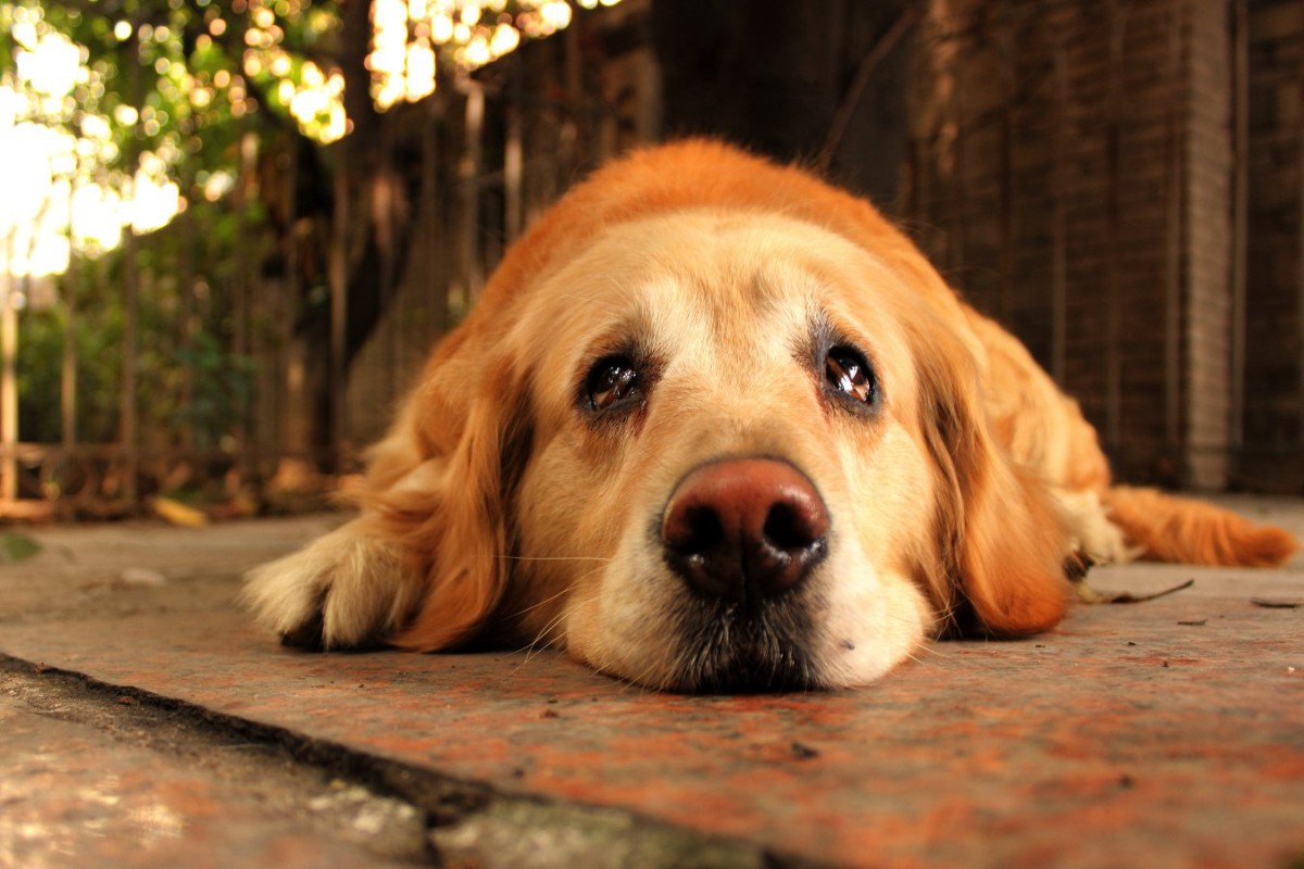 犬が目をウルウルさせる心理とは？5つの理由と病気の可能性について