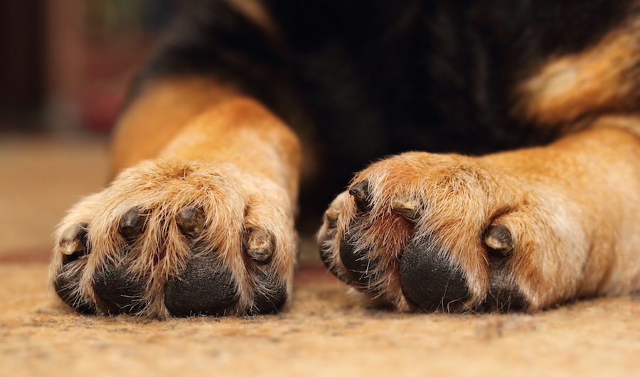 犬が足を痛がるときに考えられる原因とは？病気についても解説