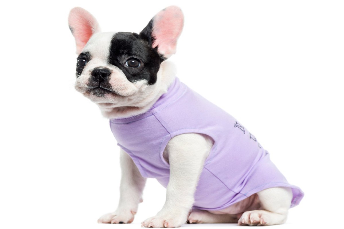 犬に洋服が必要なワケとは？5つの理由や必ず着せたい犬種を紹介